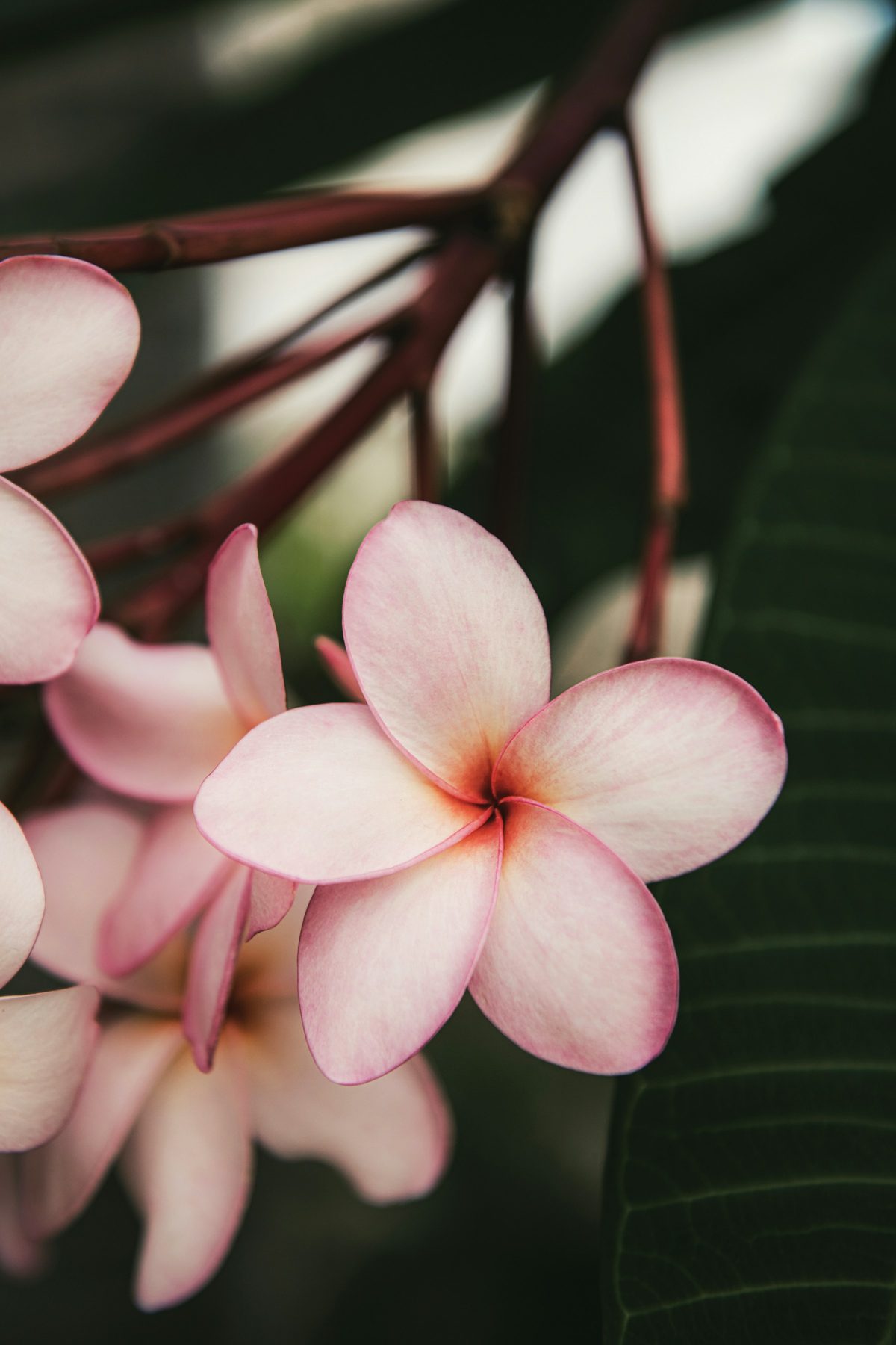 A plumeria flower, a fragrant symbol of Kauai's gardens (stock photo)