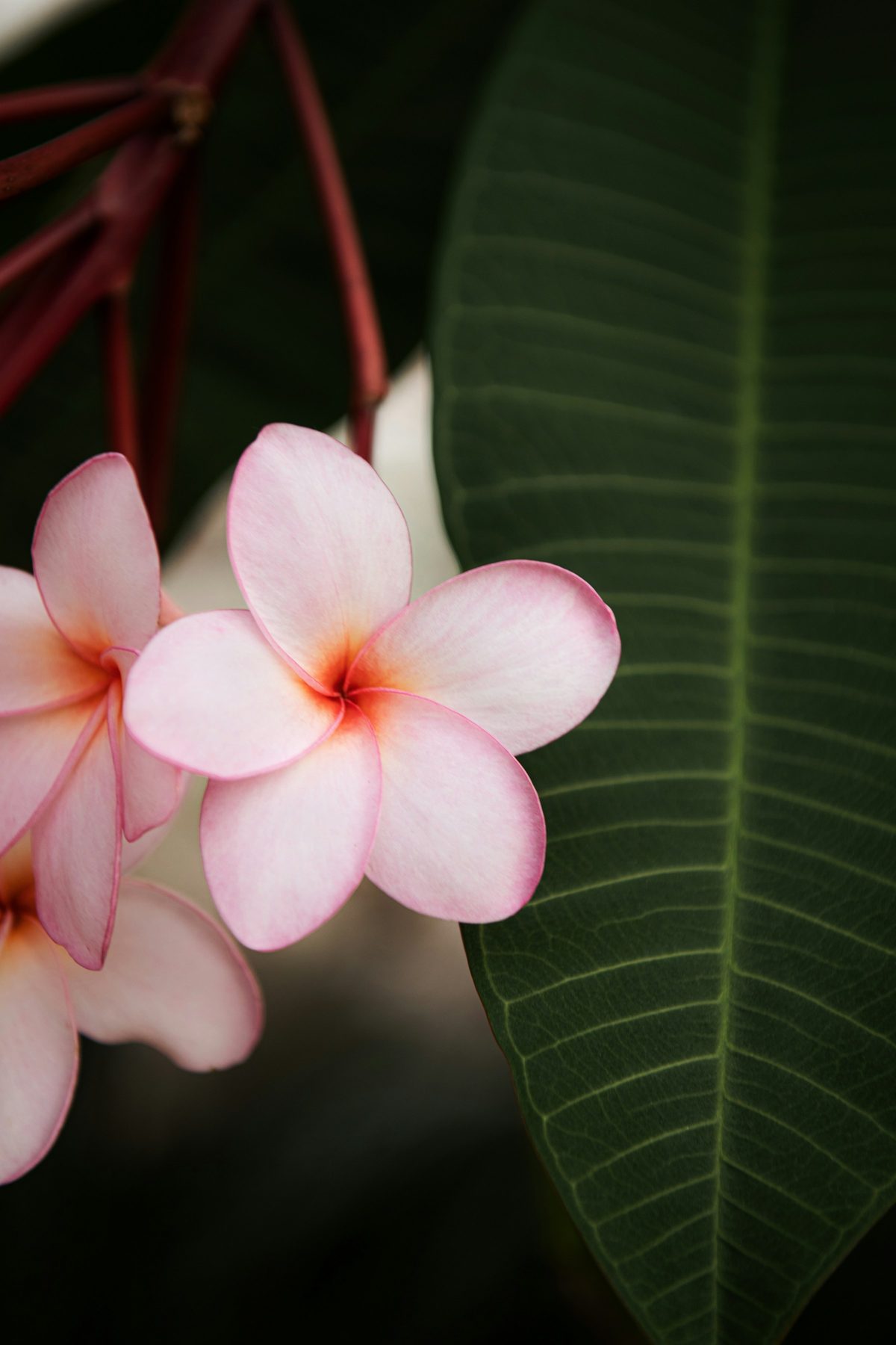 Close-up of a pink plumeria flower (stock accent photo)