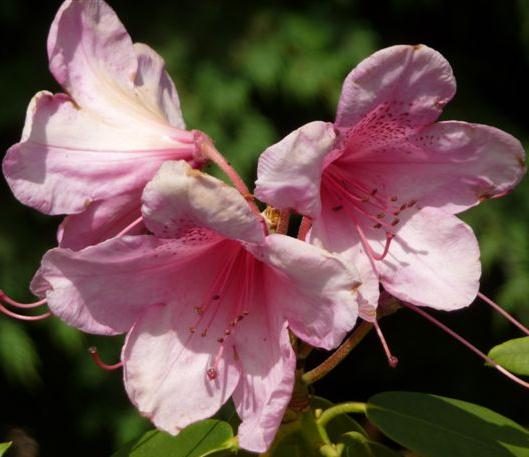 Pink tropical flower in the gardens at Kiahuna Plantation